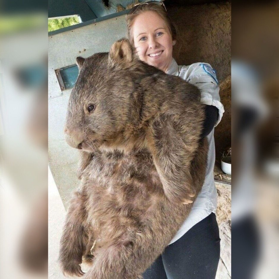 Будапешт зоопарк вомбат