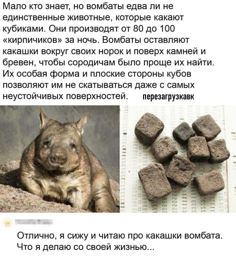 Вомбат и человек