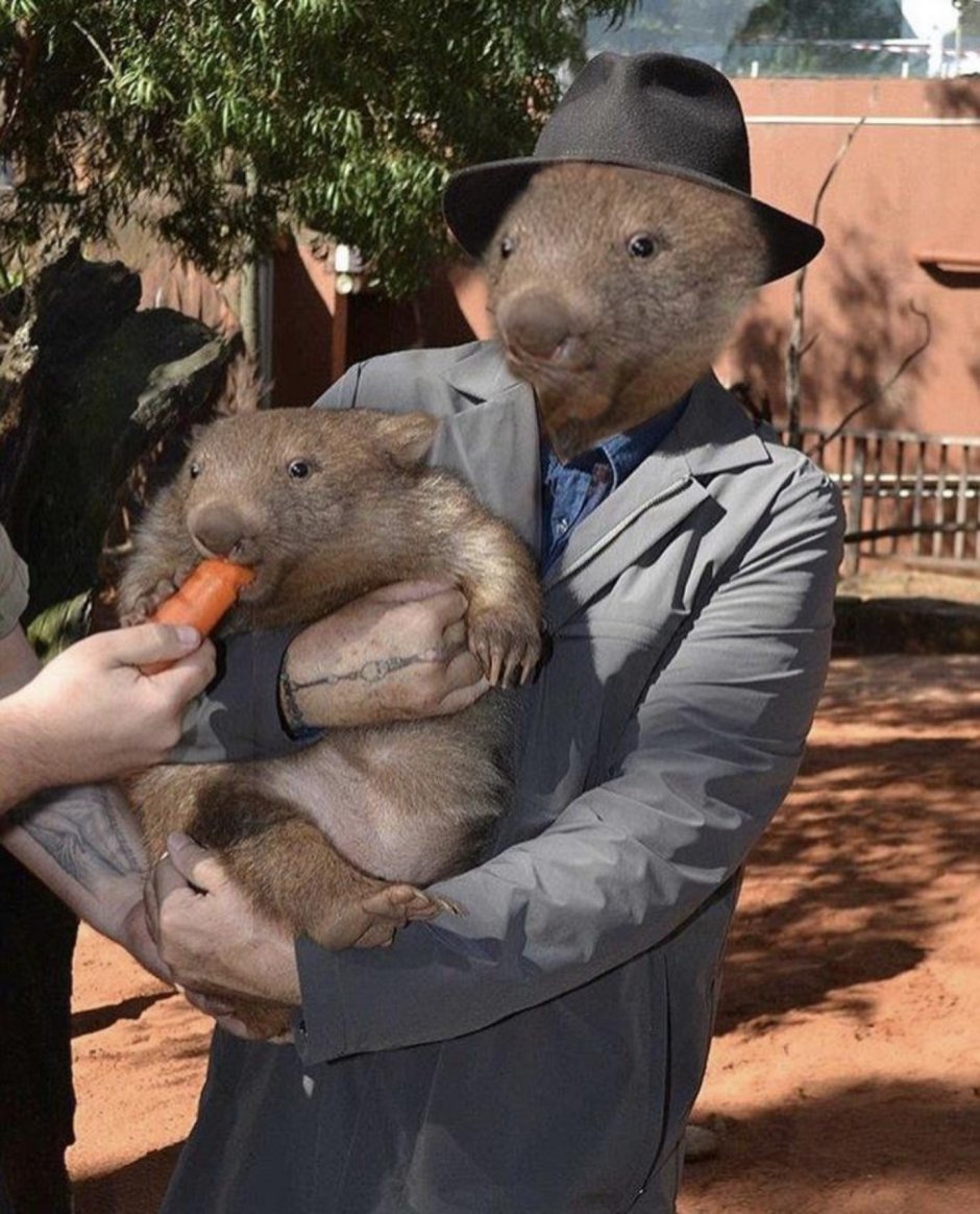 Вомбат батяня