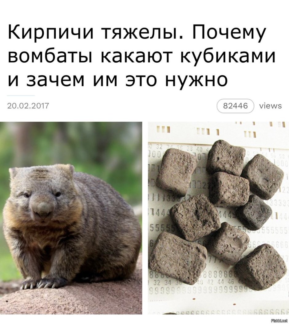 Вомбат детеныш