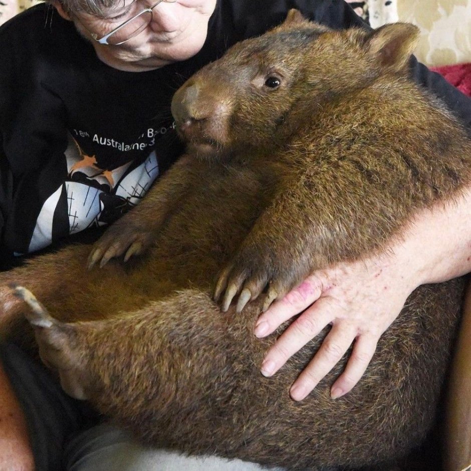 Квокка селфи с людьми