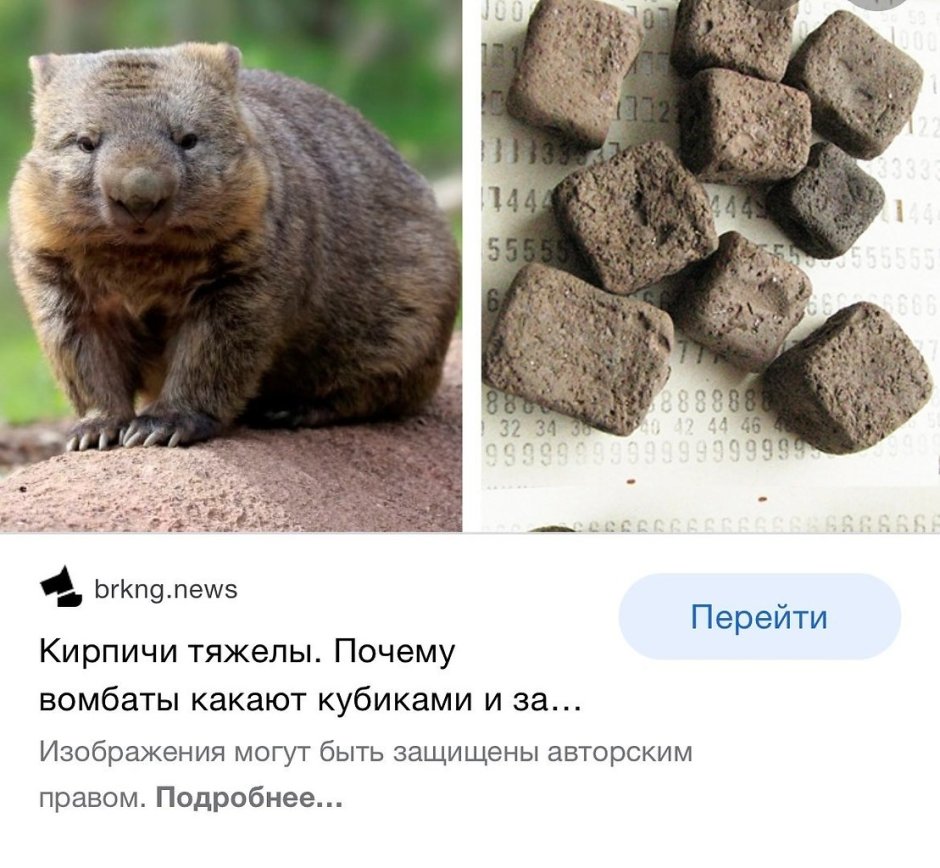 Квадратные экскременты вомбата