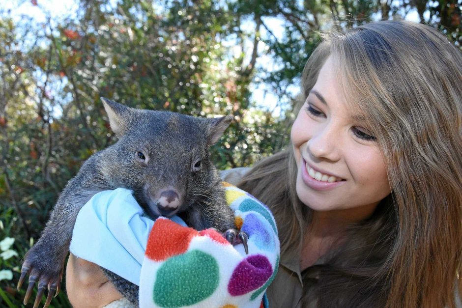 Вомбат улыбается лысый