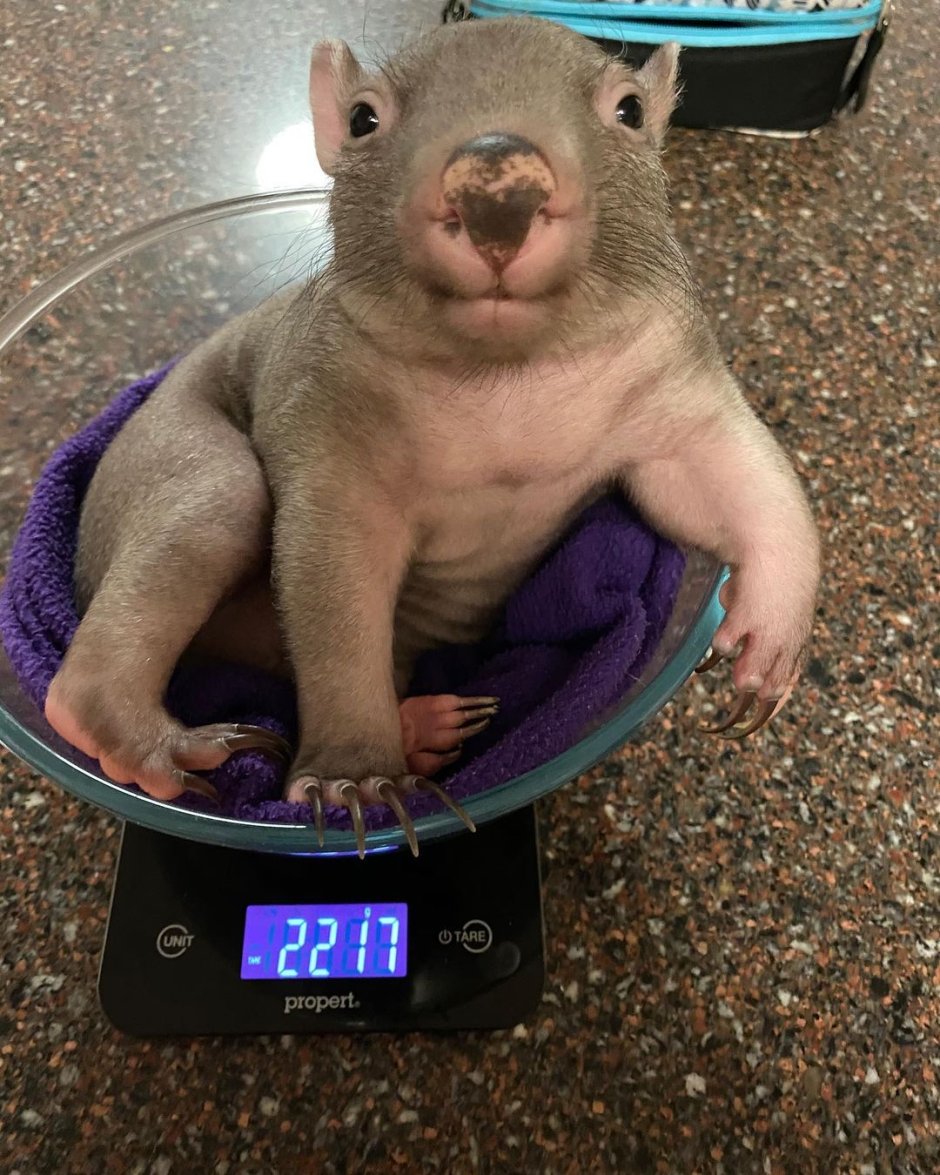 Вомбат улыбается лысый