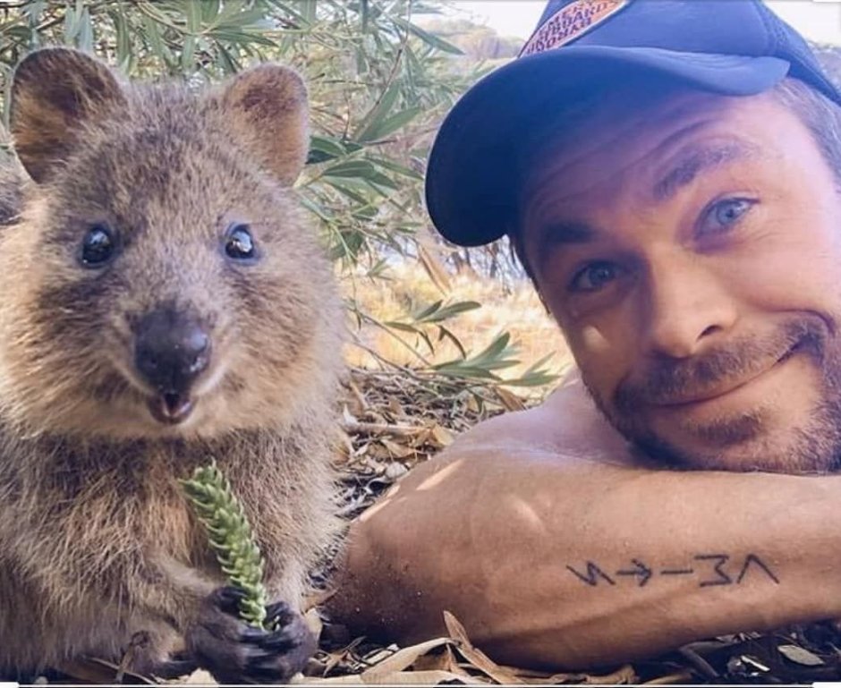 Помет вомбата