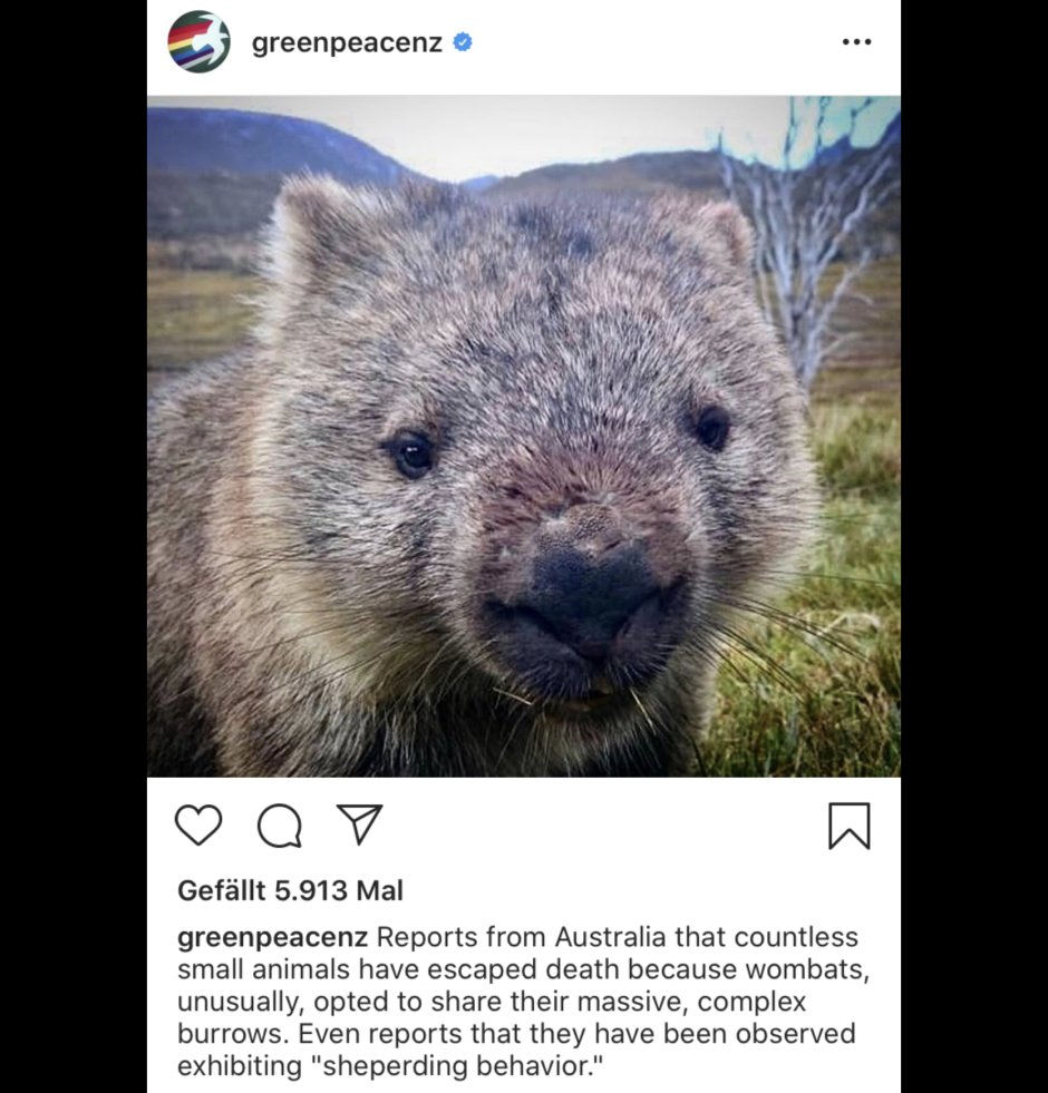 Вомбат девочка