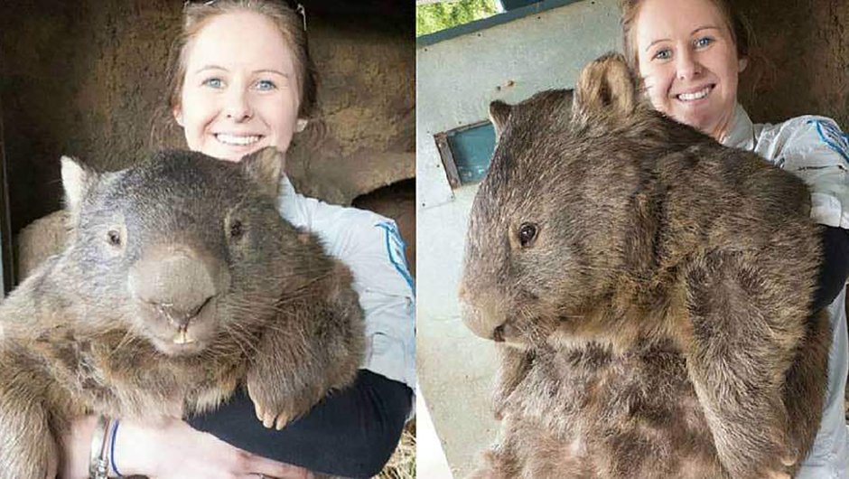 Гигантский вомбат