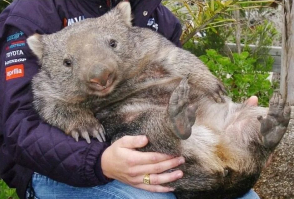 Вомбат большой по сравнению с человеком