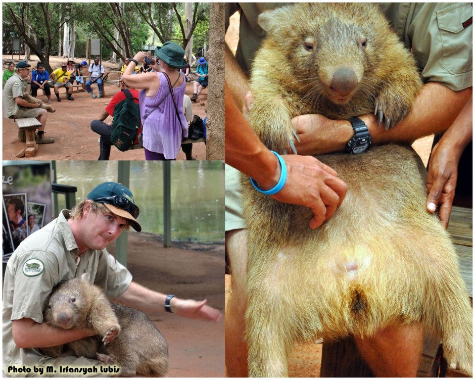 Вомбат Патрик