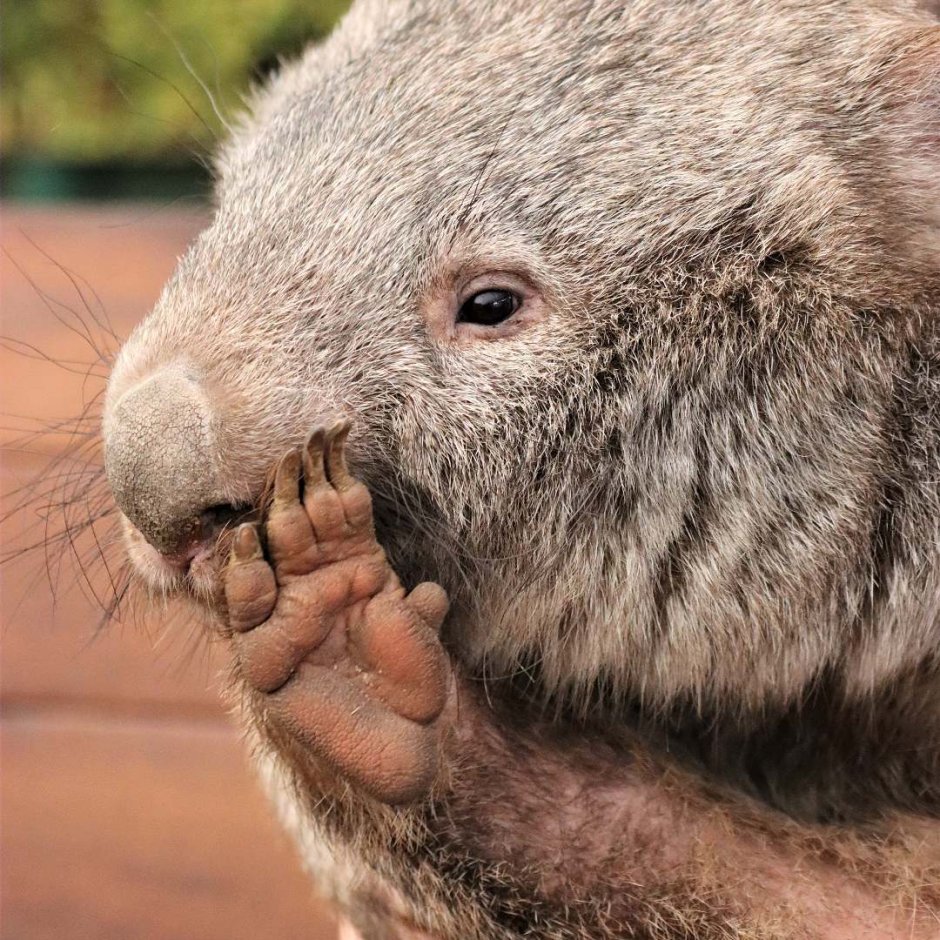 Зоопарк приколы картинки