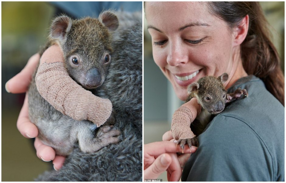 Большой австралийский хомяк вомбат