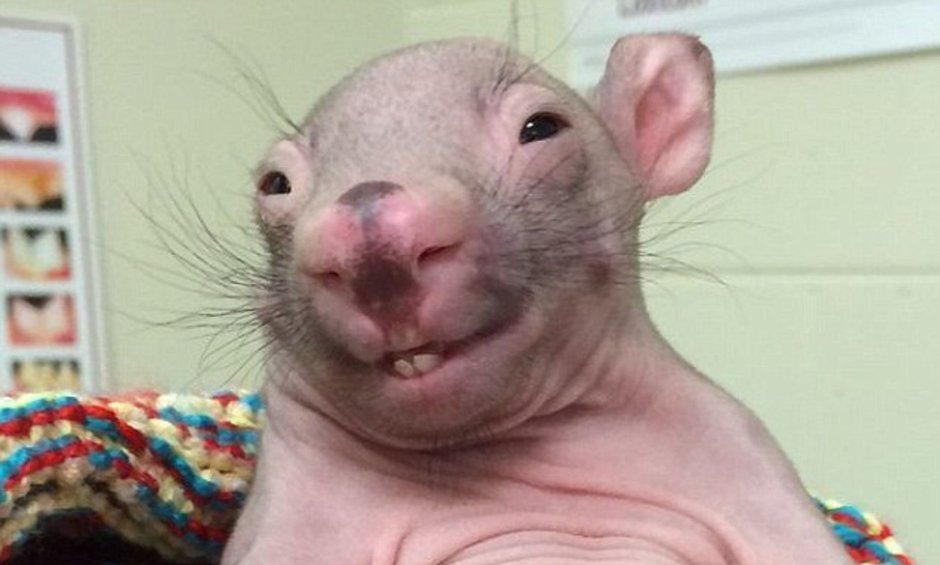 Вомбата сосуществует с крокодилом