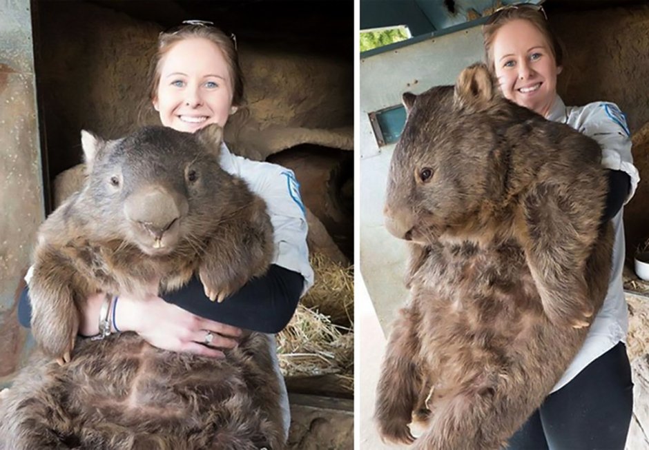 Два очень маленьких факты про длинношерстный вомбат