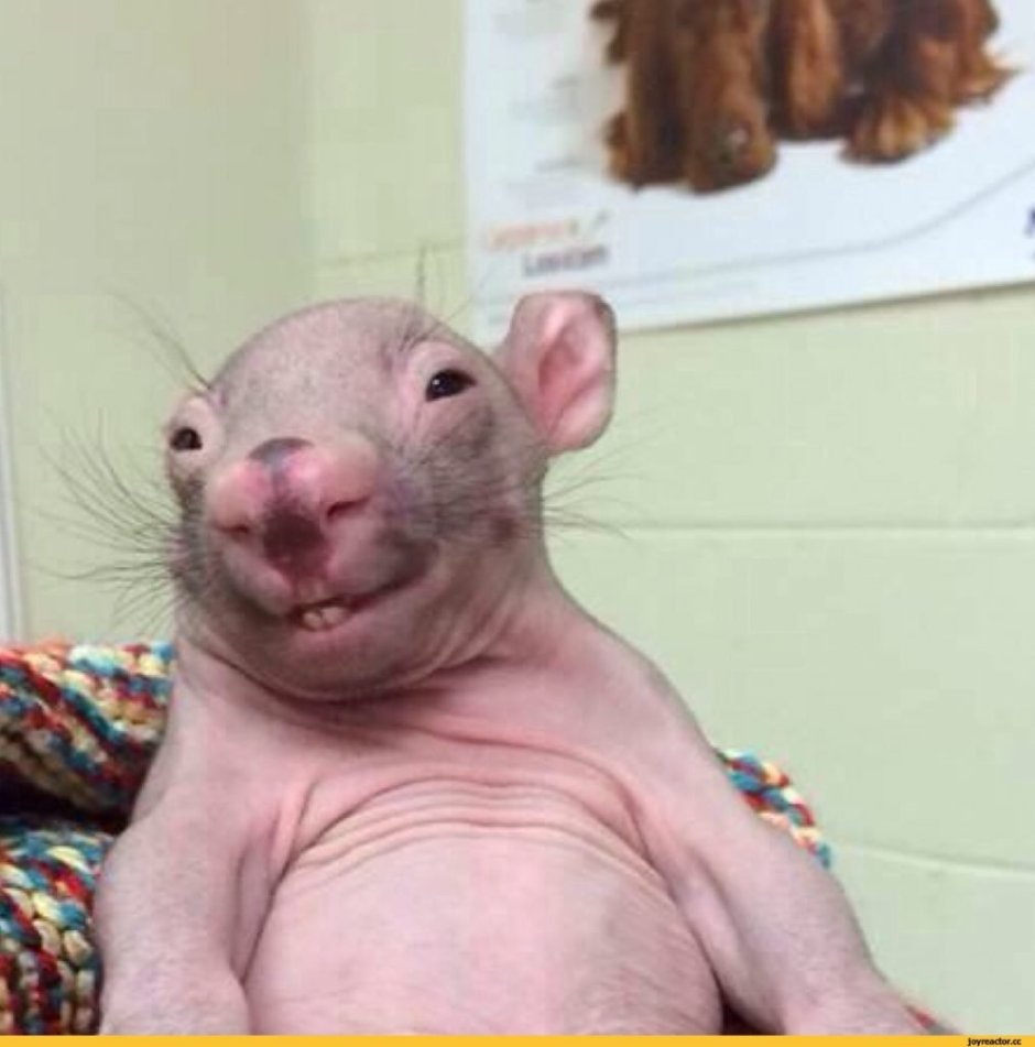 Селфи животное Квокка квока