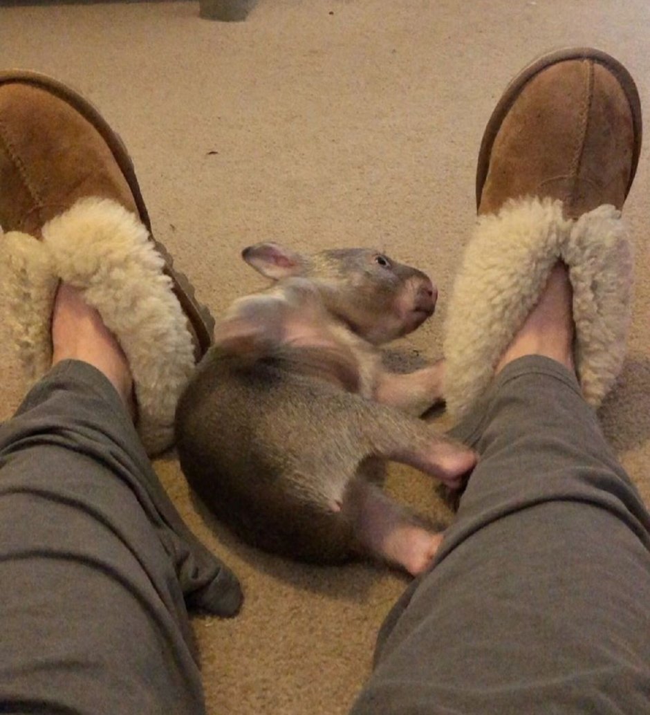 Вомбат я и Мои мужик