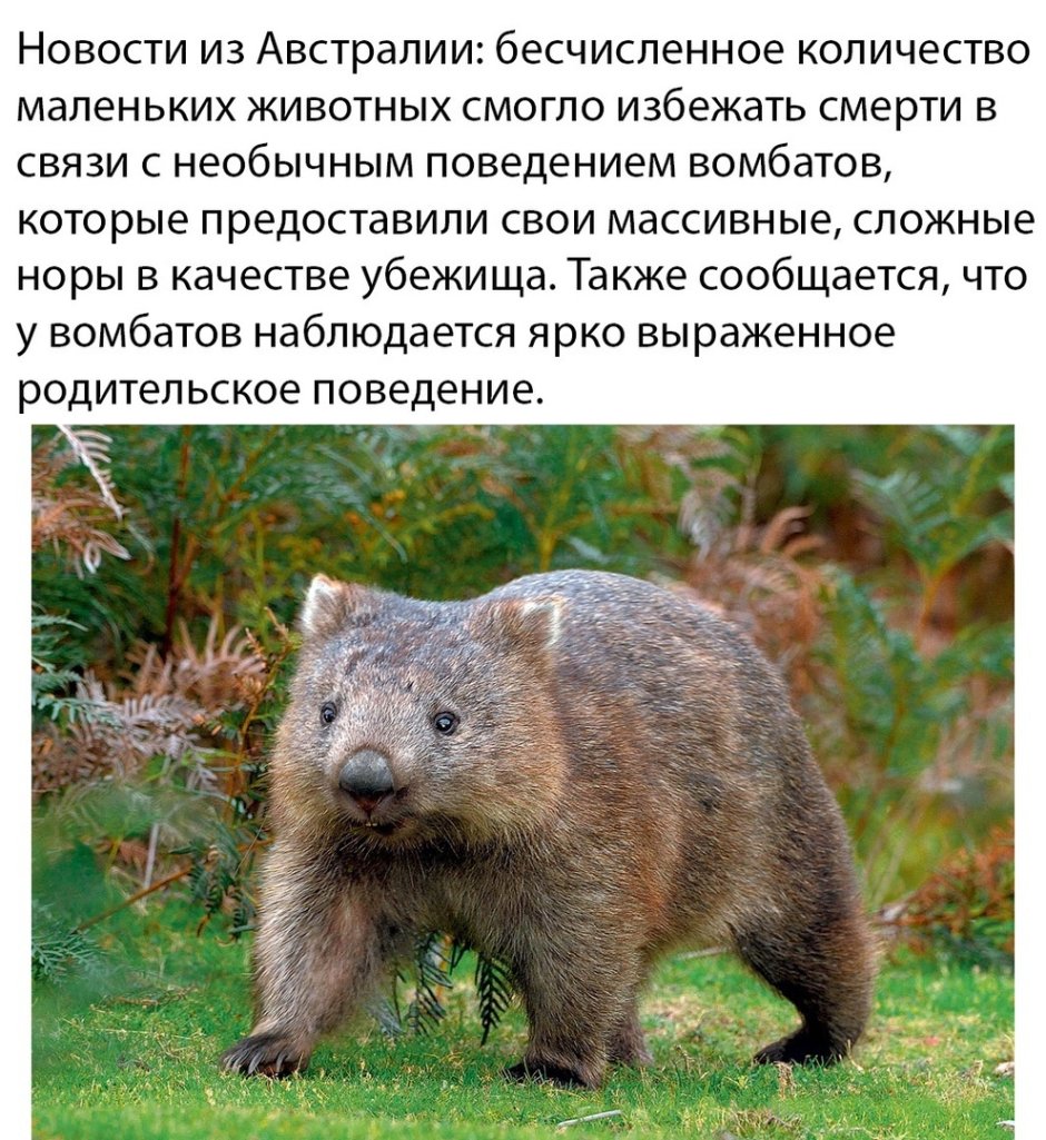 Вомбат батяня