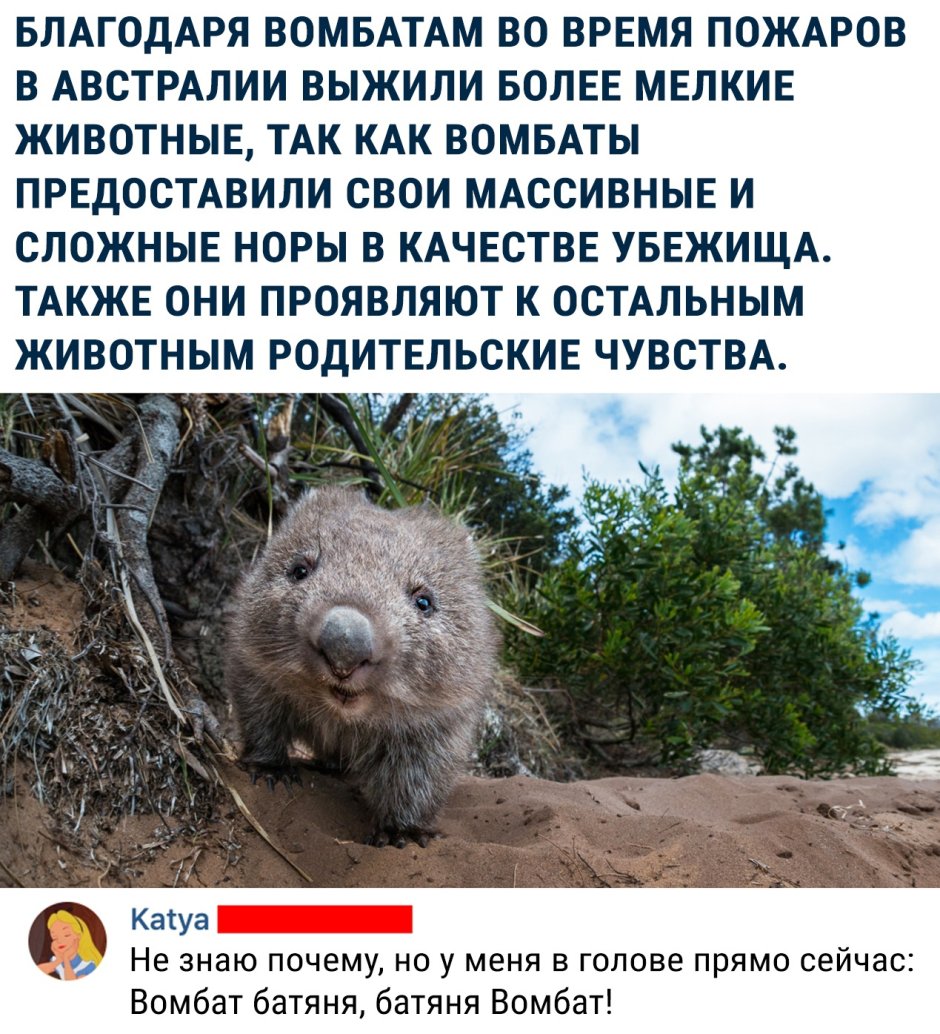Самка вомбата