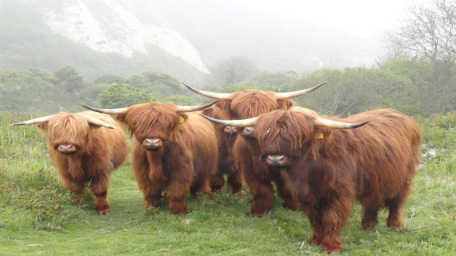 Highland Cow and fir Tree
