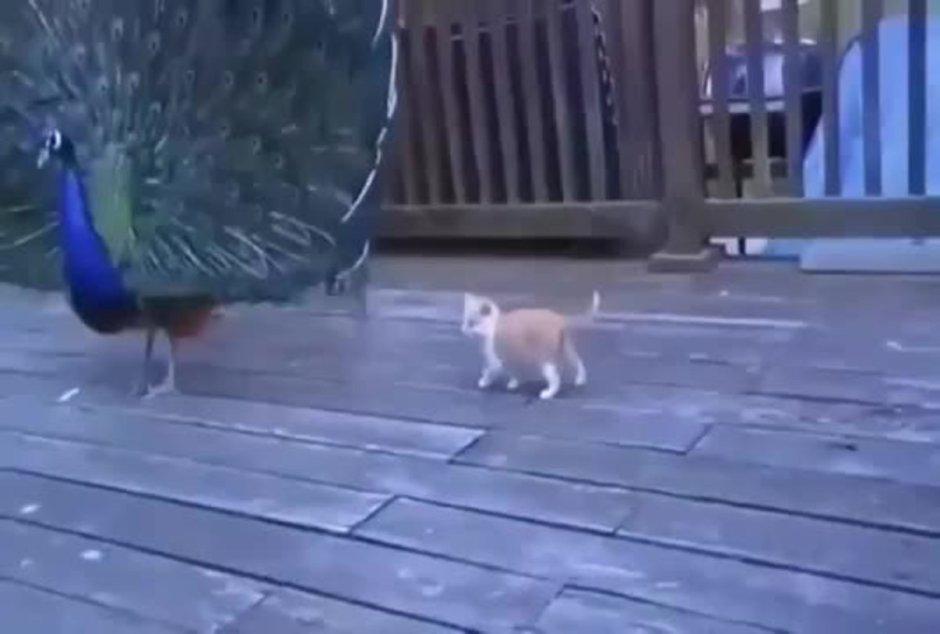 Сова без перьев