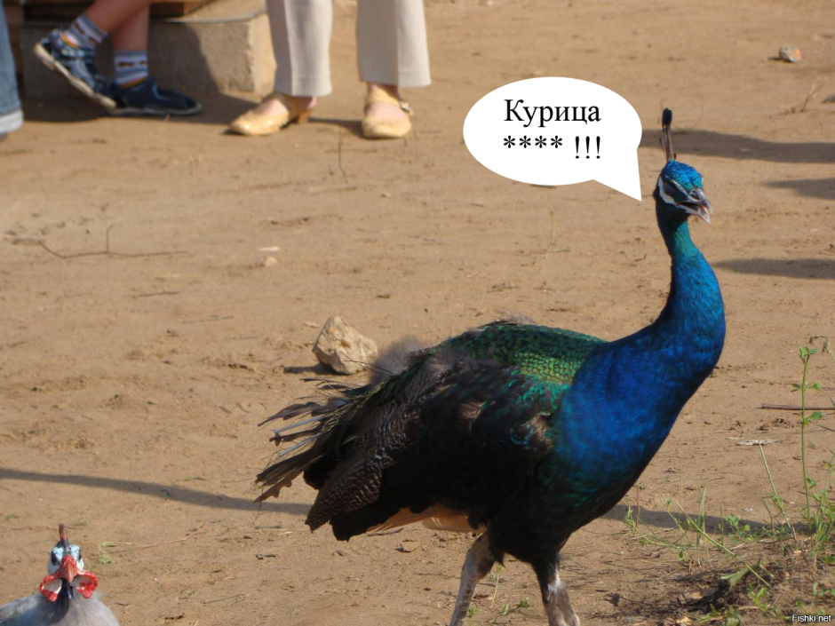 Общипанный Павлин