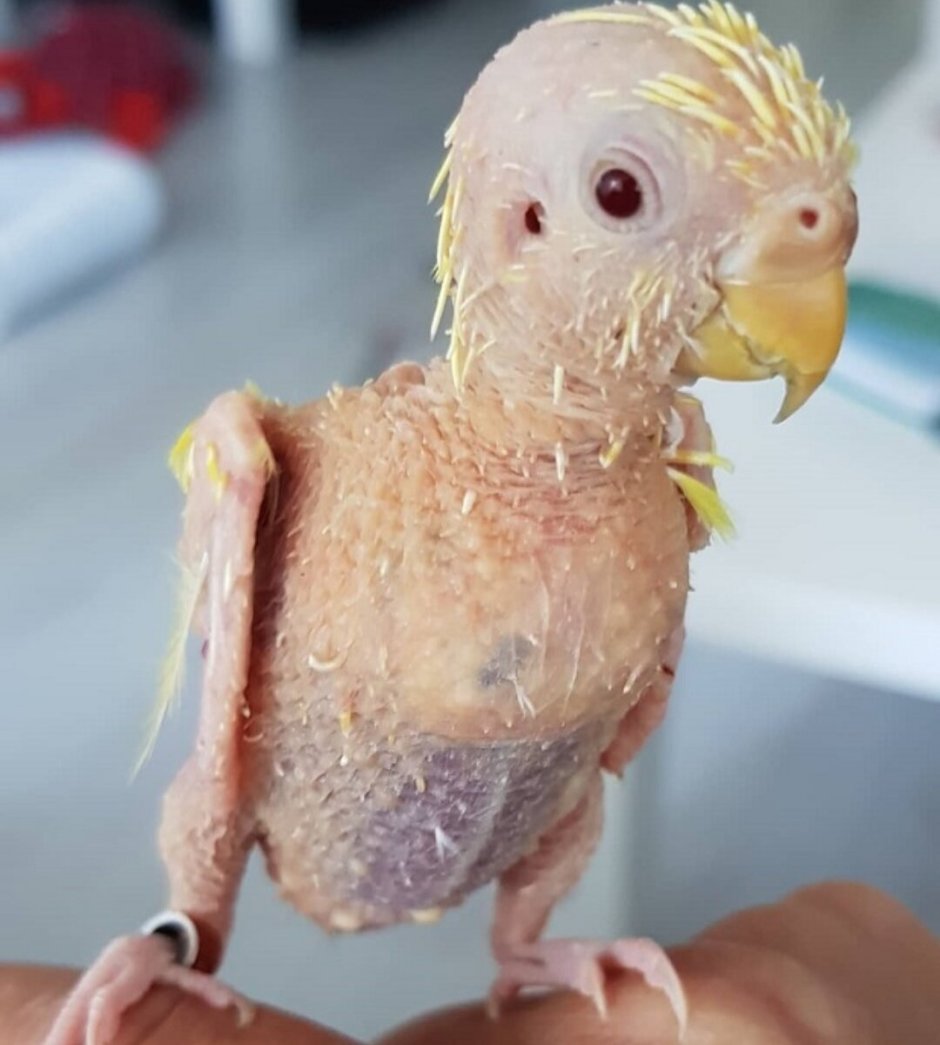 Featherless Chicken сколько стоит