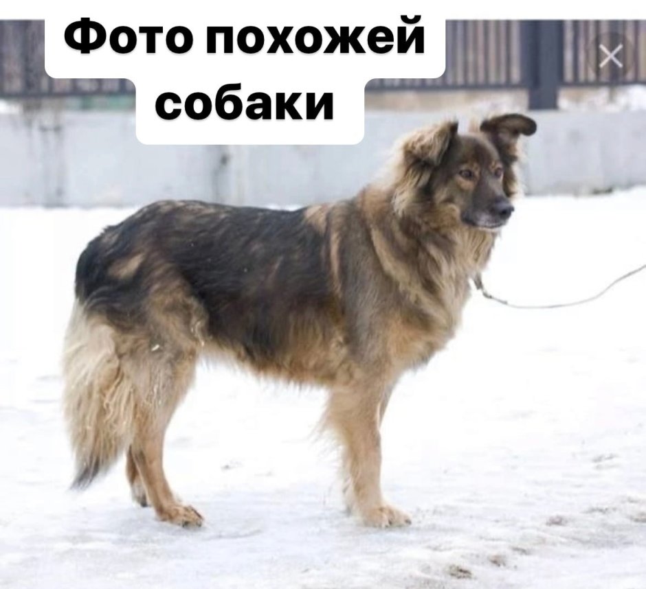 Черная маленькая собачка дворняжка