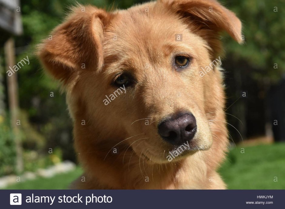 Дворняжка лохматая косматая