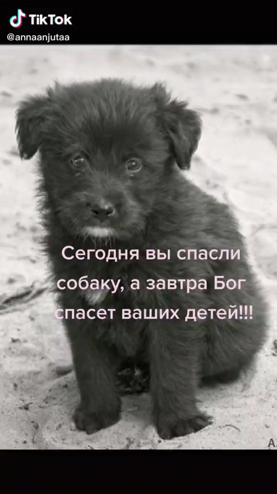 Дворняга собака