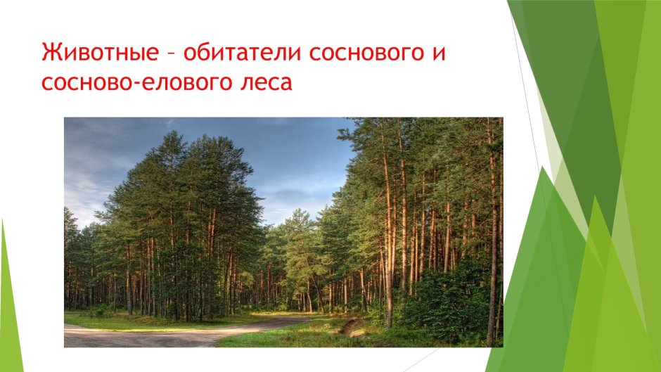 Лисица в Сосновом лесу