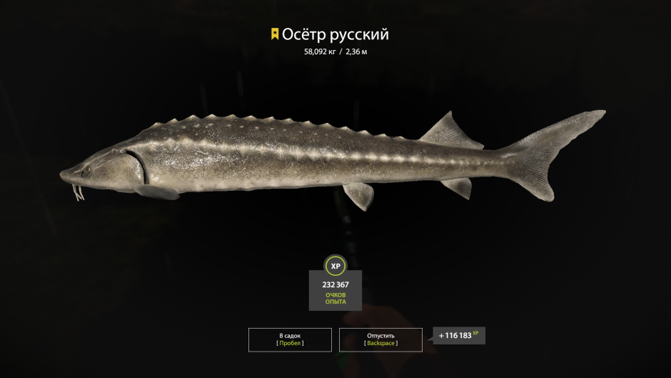 Севрюга – Acipenser stellatus Pallas, 1771