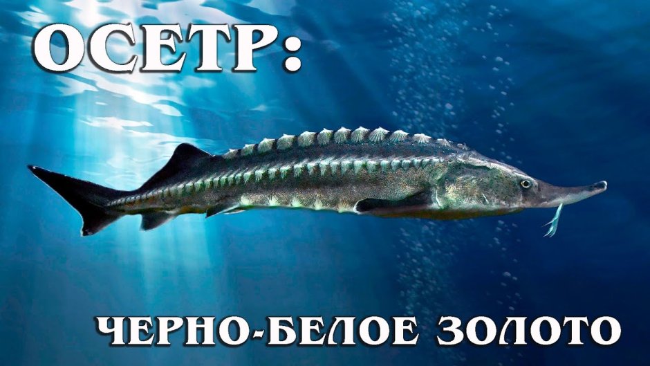 Икра иранского осетра