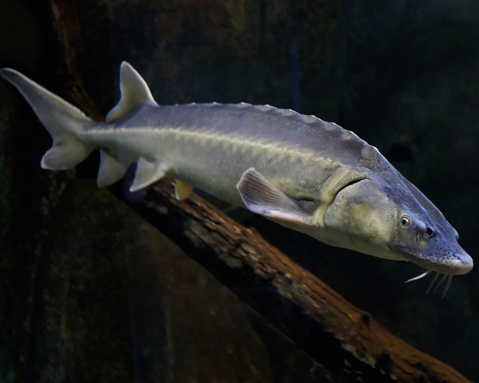 Персидский осётр Acipenser persicus