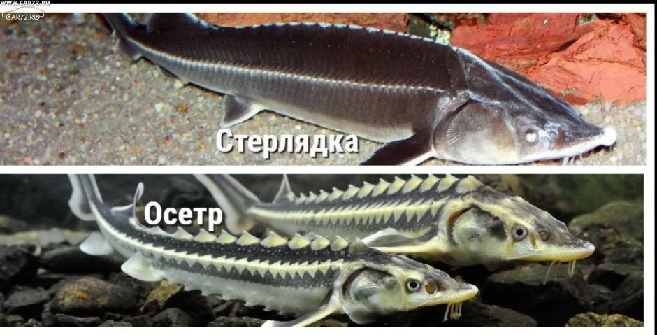 Европейский Атлантический осетр (Acipenser sturio)