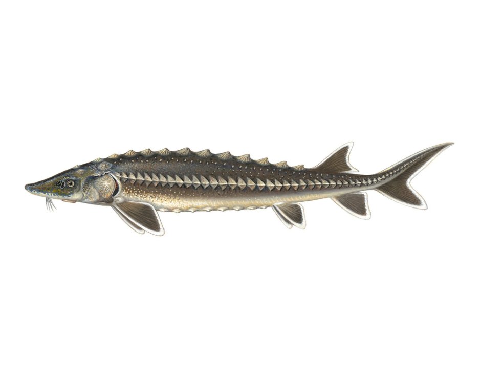 Севрюга – Acipenser stellatus Pallas, 1771