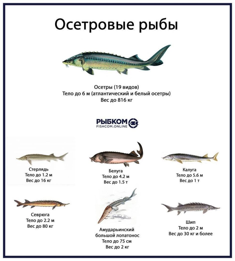 Почтовые марки осетры