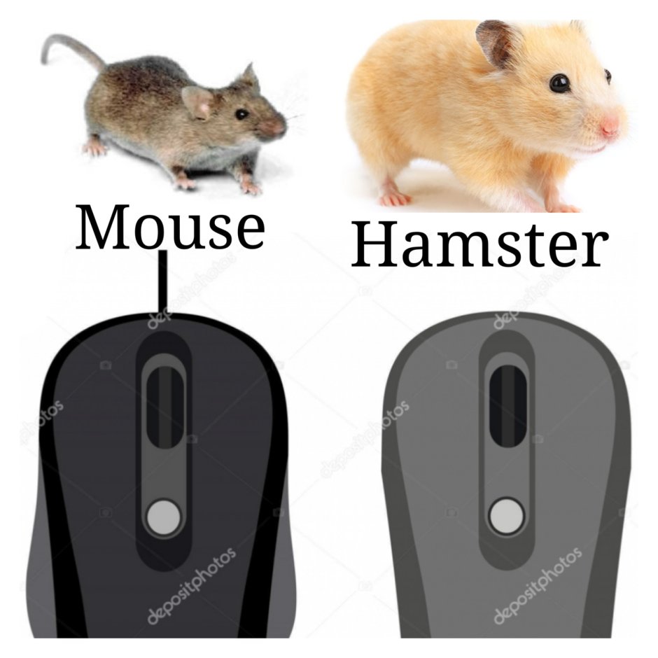 Компьютерный хомяк