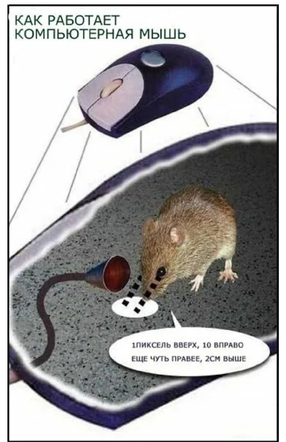 Хитрая мышь