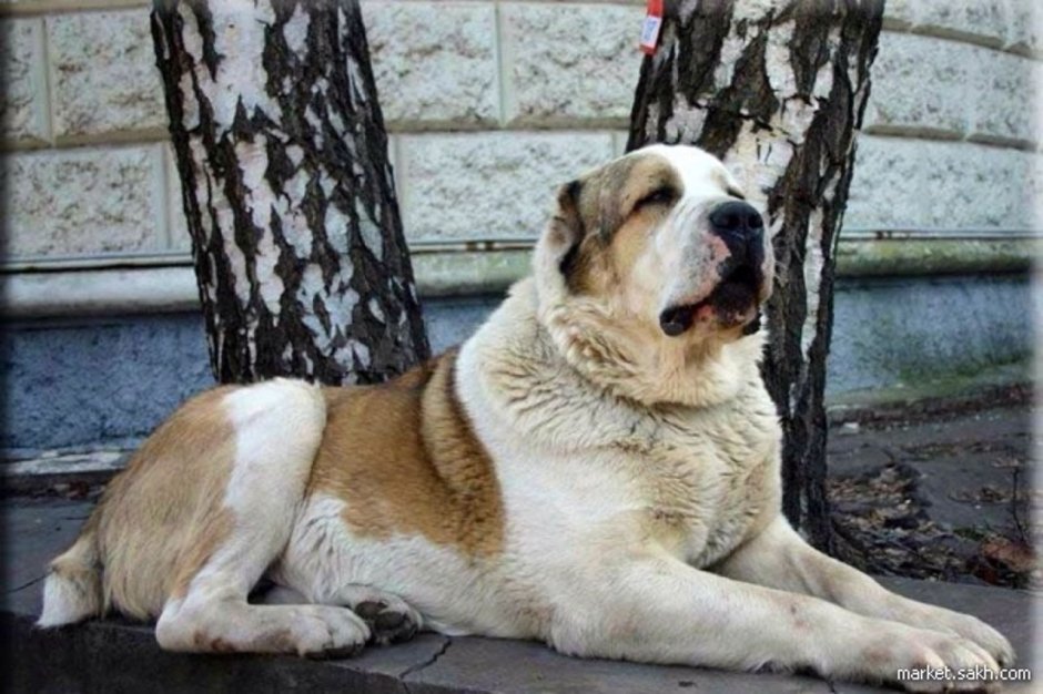 Алабай щенок