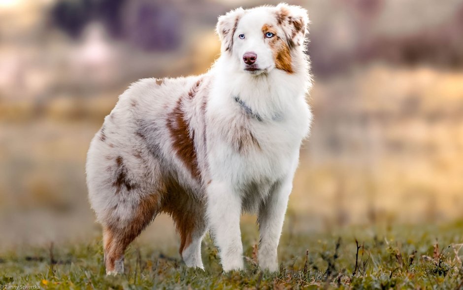 Алабай Корсо Сенбернар