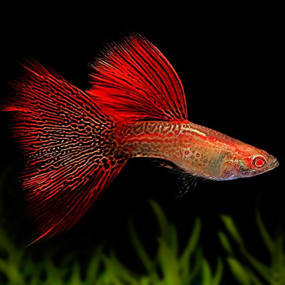 Гуппи Metal Red Lace Albino
