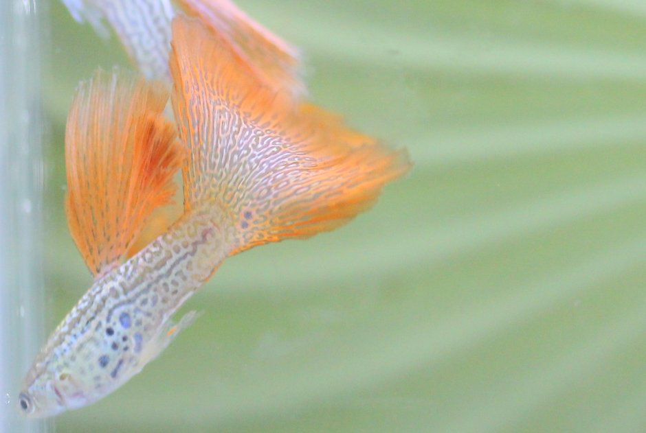 Guppy Miracle Red Lace