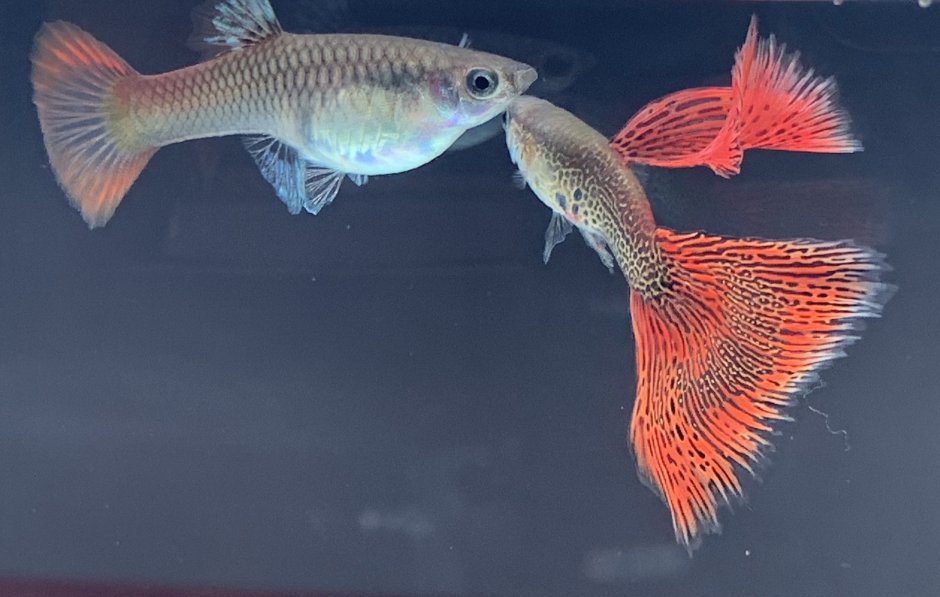 Guppy Red Lace