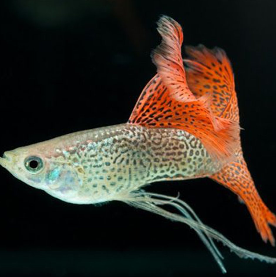 Poecilia reticulata Red Lace