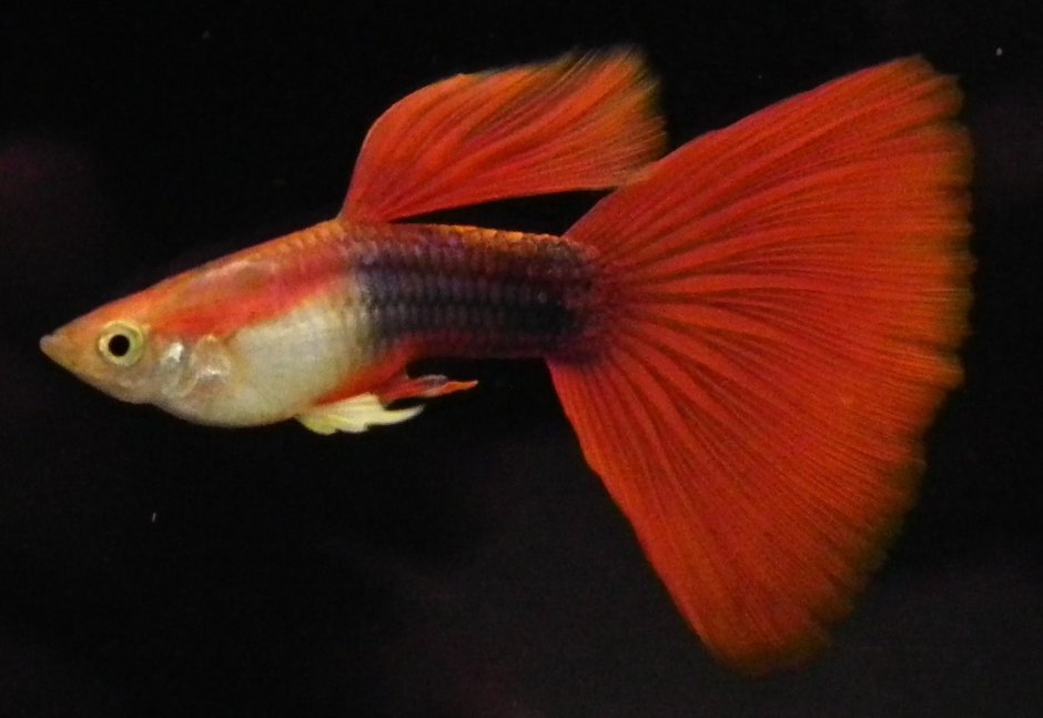 Гуппи Red Tail
