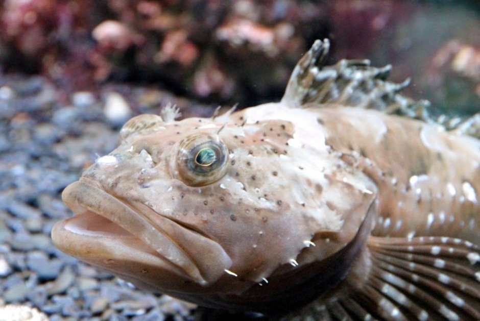 Морской Ерш скорпена