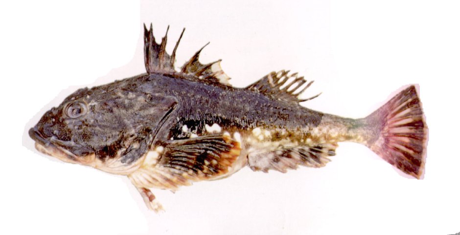 Myoxocephalus quadricornis