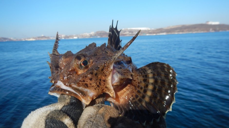 Морской бычок Дальневосточный
