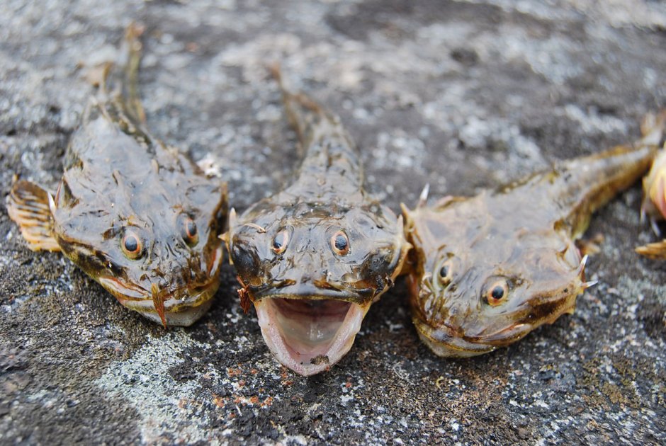 Керчак рыба белого моря