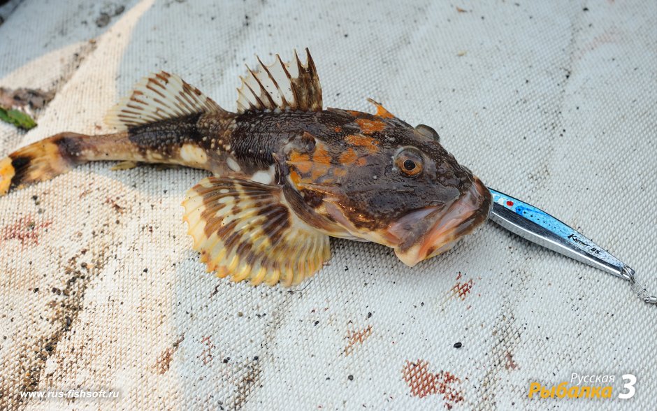 Дальневосточный керчак Myoxocephalus stelleri