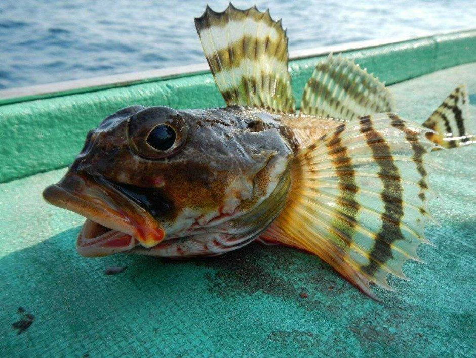 Морской черт Черноморский
